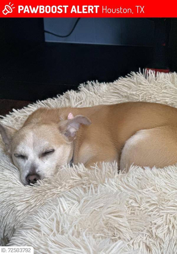 Lost Female Dog last seen Westpark, Houston, TX 77096