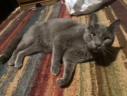 Lost Male Cat last seen Royal and Taney st bethel neighborhood , Eugene, OR 97402