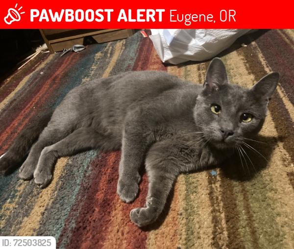 Lost Male Cat last seen Royal and Taney st bethel neighborhood, Eugene, OR 97402