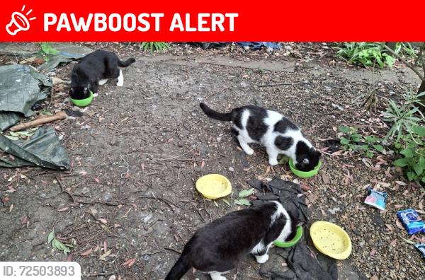 Lost Male Cat last seen Willesden High Road , Greater London, England NW2 5DN