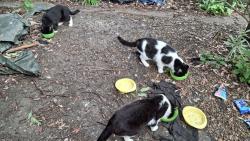 Lost Male Cat last seen Willesden High Road , Greater London, England NW2 5DN