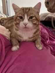 Lost Male Cat last seen woodsong lane, claremont dr. , Brentwood, CA 94513