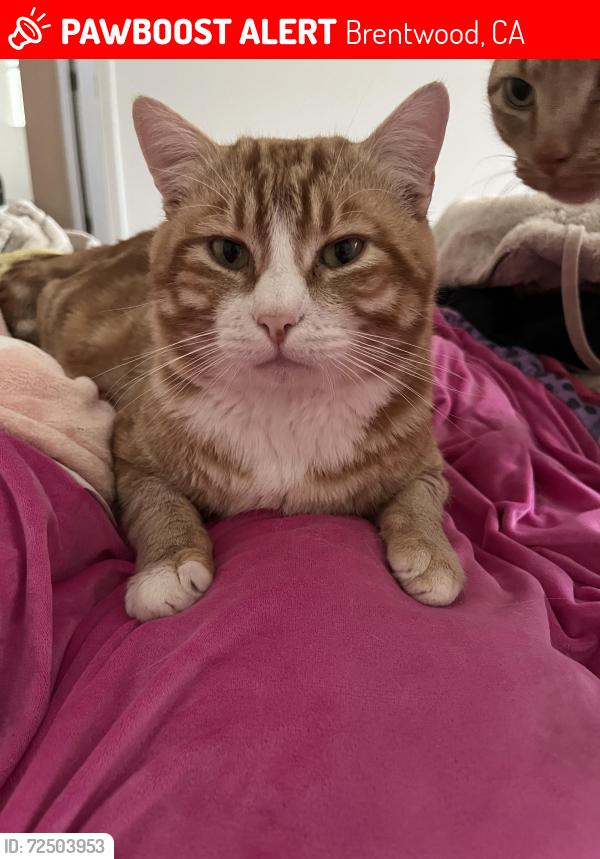 Lost Male Cat last seen woodsong lane, claremont dr. , Brentwood, CA 94513