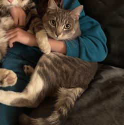 Lost Female Cat last seen South Odessa circle behind Grandview high school, Centennial, CO 80016