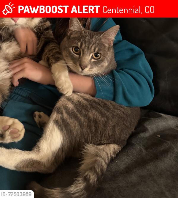 Lost Female Cat last seen South Odessa circle behind Grandview high school, Centennial, CO 80016