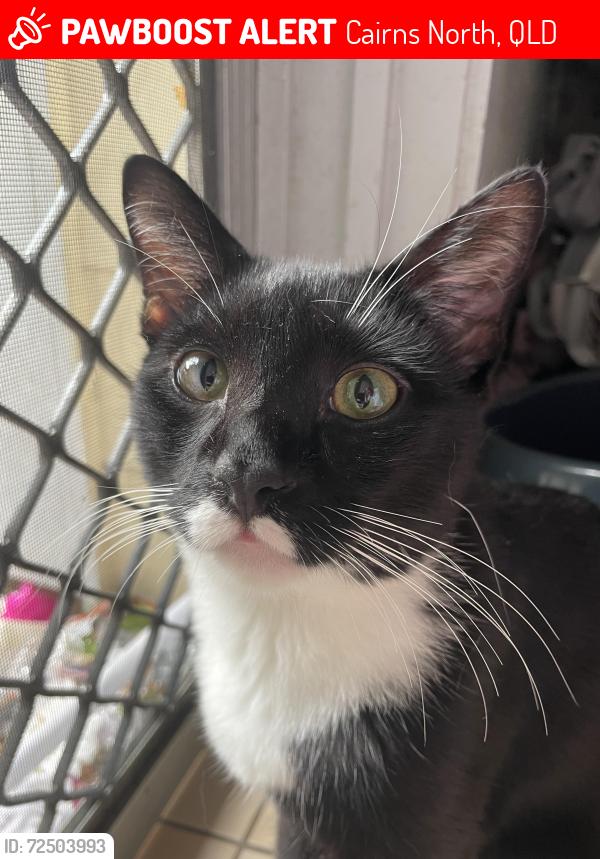 Lost Male Cat last seen Tobruk pool , Cairns North, QLD 4870