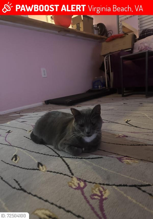 Lost Female Cat last seen Virginia Beach, Virginia Beach, VA 23462