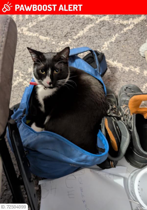Lost Male Cat last seen Cabul close Warrington , Warrington, England WA2