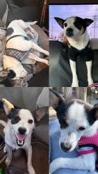 Lost Female Dog last seen Lancaster, CA 93534, Los Angeles County, CA 93536