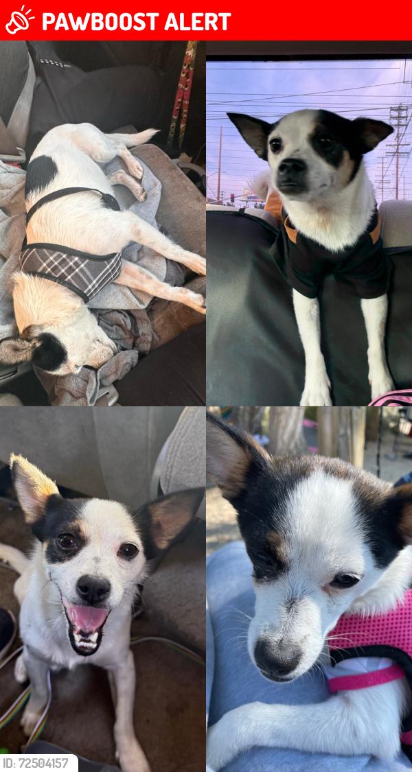 Lost Female Dog last seen Lancaster, CA 93534, Los Angeles County, CA 93536