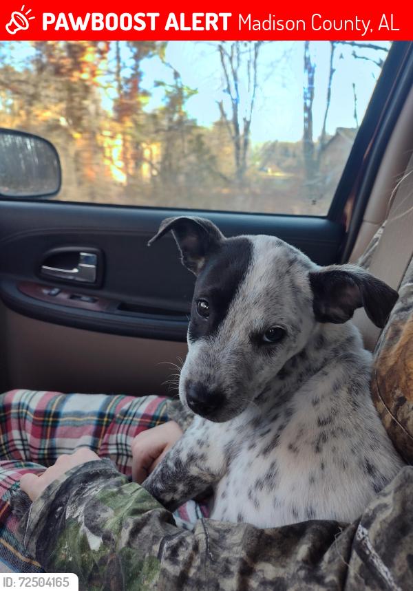 Lost Male Dog last seen Pulaski Pike/ Ready Section , Madison County, AL 35773