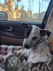 Lost Male Dog last seen Pulaski Pike/ Ready Section , Madison County, AL 35773