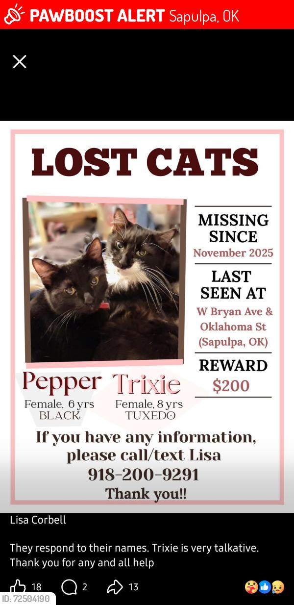 Lost Female Cat last seen Bryan Ave & Oklahoma St Sapulpa, OK, Sapulpa, OK 74066