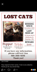 Lost Female Cat last seen Bryan Ave & Oklahoma St Sapulpa, OK, Sapulpa, OK 74066