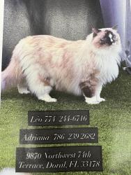 Lost Female Cat last seen Near NW 74th ter Doral 33178, Doral, FL 33178