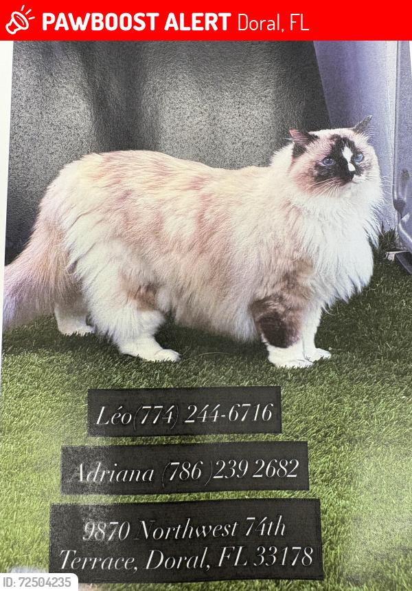 Lost Female Cat last seen Near NW 74th ter Doral 33178, Doral, FL 33178