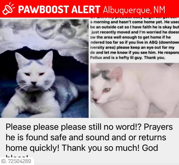 Lost Male Cat last seen Fossil Rd The Boulders/Paradise Hills Unser area Abq, Albuquerque, NM 87114