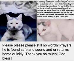 Lost Male Cat last seen Fossil Rd The Boulders/Paradise Hills Unser area Abq, Albuquerque, NM 87114