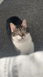 Lost Male Cat last seen Around Russell’s on the Ravenhill road , Belfast, Northern Ireland 