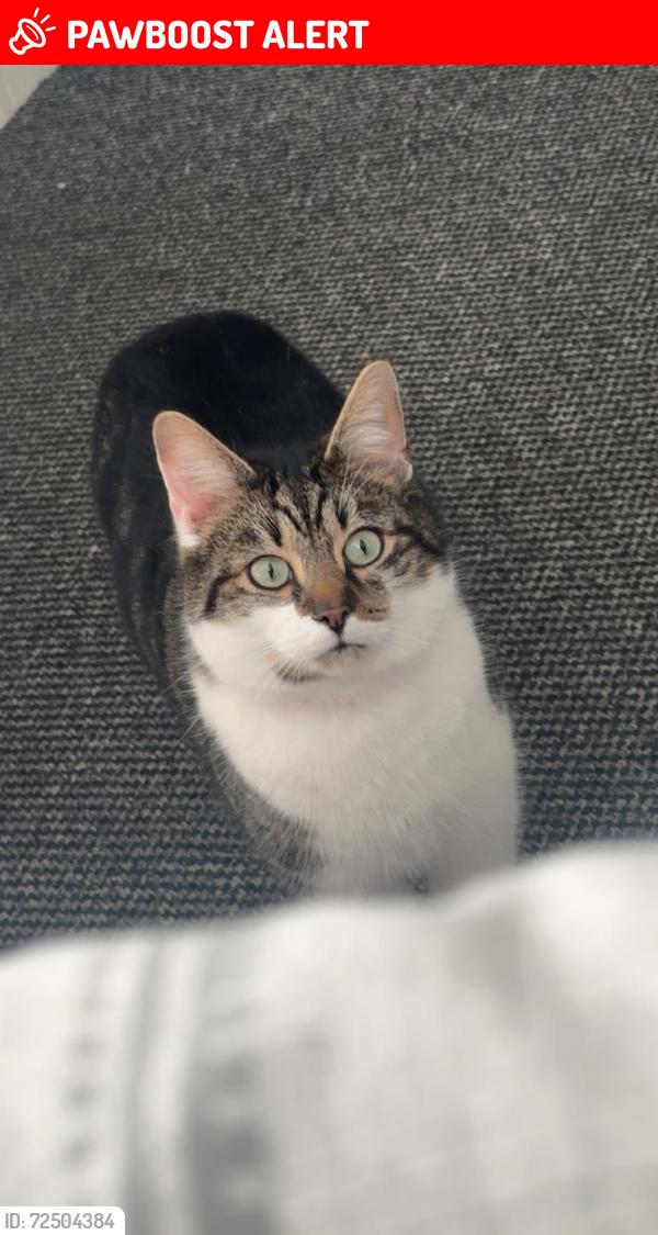 Lost Male Cat last seen Around Russell’s on the Ravenhill road , Belfast, Northern Ireland 