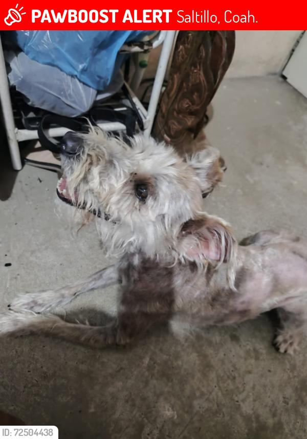 Lost Female Dog last seen Santa Lucía, Reyna Masso Masso y Prol. Zendejo, Saltillo, Coah. 25016