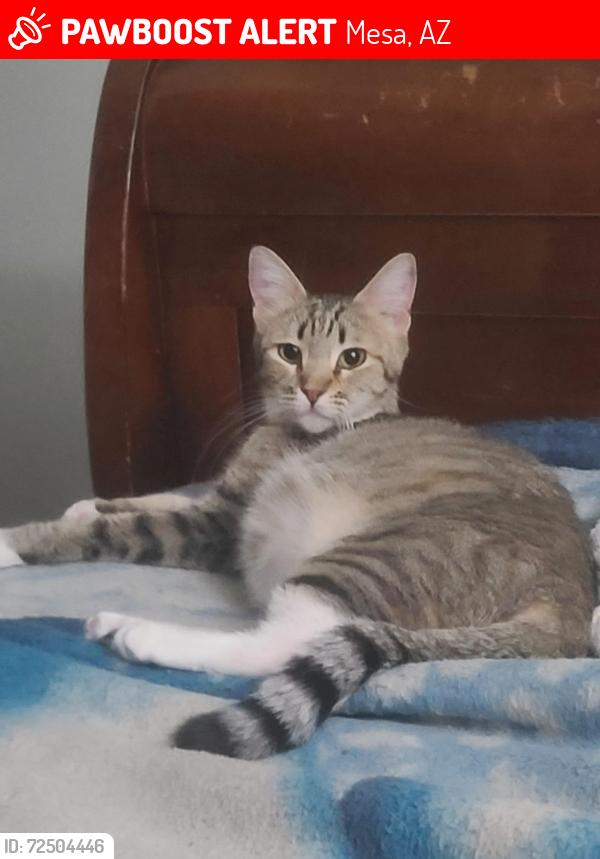 Lost Female Cat last seen Near E Kilarea Ave Mesa, Az 85209, Mesa, AZ 85209