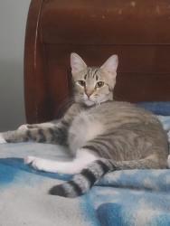 Lost Female Cat last seen Near E Kilarea Ave Mesa, Az 85209, Mesa, AZ 85209