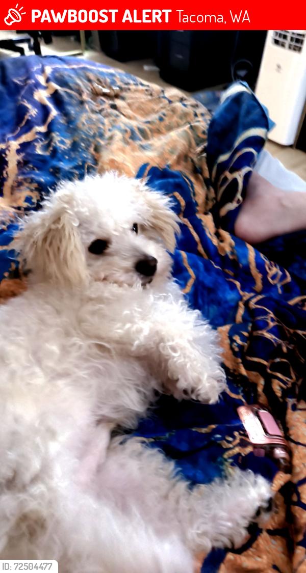 Lost Male Dog last seen 56th  mullen, Tacoma, WA 98409