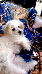 Lost Male Dog last seen 56th  mullen, Tacoma, WA 98409