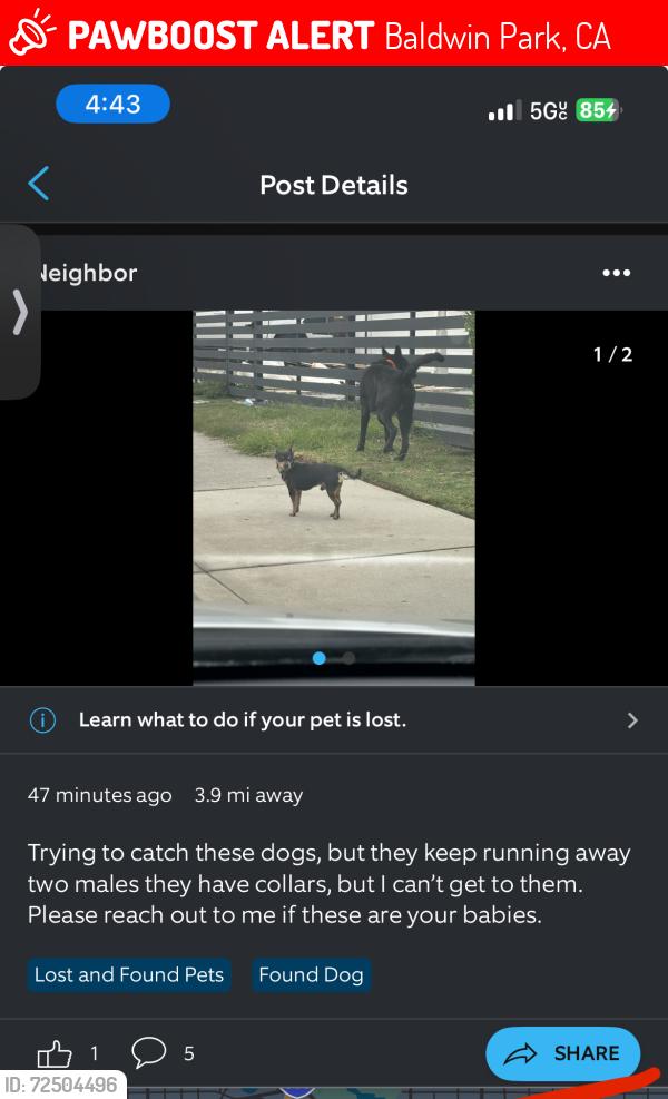 Lost Male Dog last seen Need railroad , Baldwin Park, CA 91706