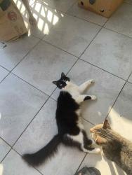 Lost Female Cat last seen Near Deer Crossing Missouri city tx 77459, Missouri City, TX 77459