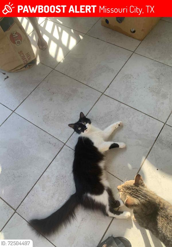 Lost Female Cat last seen Near Deer Crossing Missouri city tx 77459, Missouri City, TX 77459