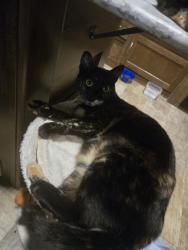 Lost Female Cat last seen Lake Pleasant rv park, Bothell, WA 98021