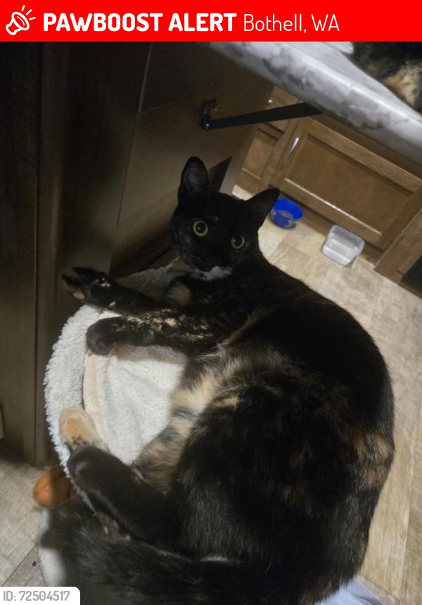 Lost Female Cat last seen Lake Pleasant rv park, Bothell, WA 98021
