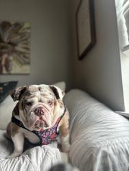 Lost Female Dog last seen Dallas tx, Dallas, TX 75220
