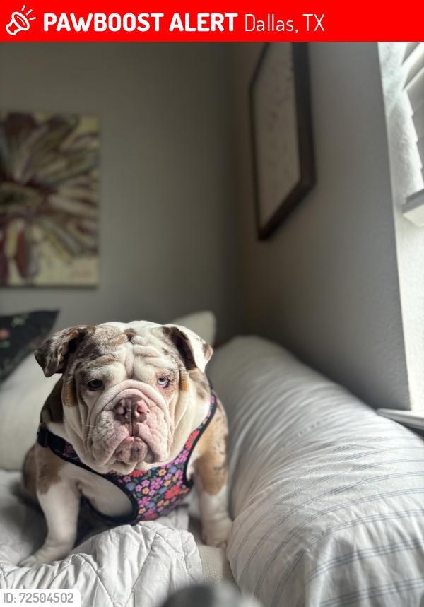 Lost Female Dog last seen Dallas tx, Dallas, TX 75220
