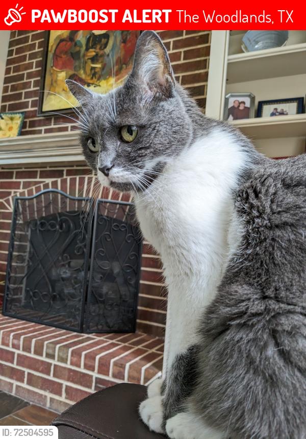 Lost Female Cat last seen Shearwater Place, The Woodlands, The Woodlands, TX 77381