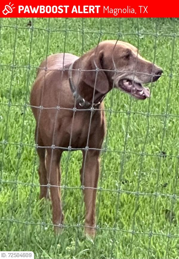 Lost Female Dog last seen Dollar General Dobbin Hufsmith & Oakwood Street, Magnolia, TX 77354