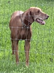 Lost Female Dog last seen Dollar General Dobbin Hufsmith & Oakwood Street, Magnolia, TX 77354