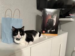 Lost Male Cat last seen Addison road and Beltline near the Outback steakhouse, Addison, TX 75001