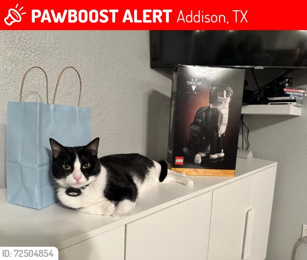 Lost Male Cat last seen Addison road and Beltline near the Outback steakhouse, Addison, TX 75001