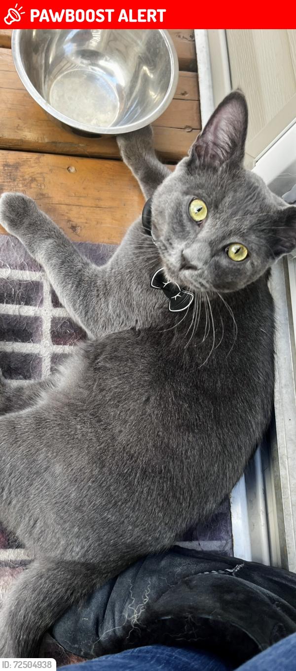 Lost Male Cat last seen Paisley dog park, Edmonton, AB T6W 3W2