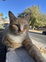 Lost Male Cat last seen New world and Renault Ave, Hyderabad, TS 500001