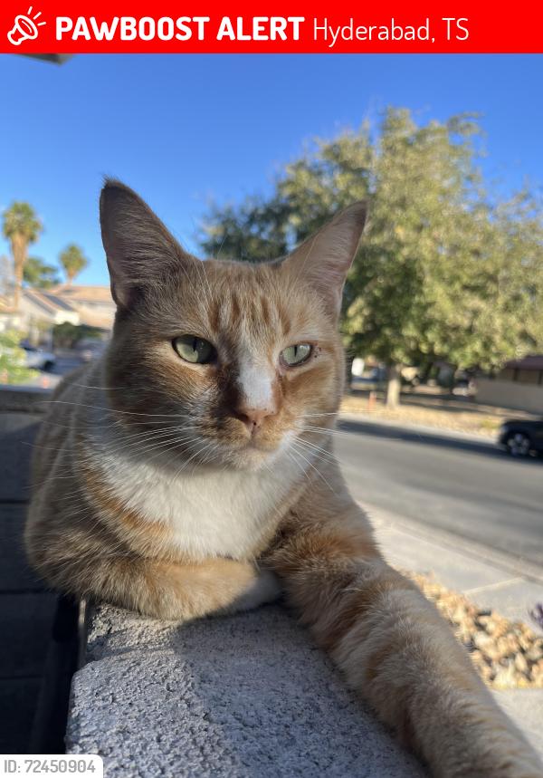Lost Male Cat last seen New world and Renault Ave, Hyderabad, TS 500001