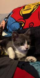 Lost Female Cat last seen Around Lindale area off Swantner DR, Corpus Christi, TX 78404