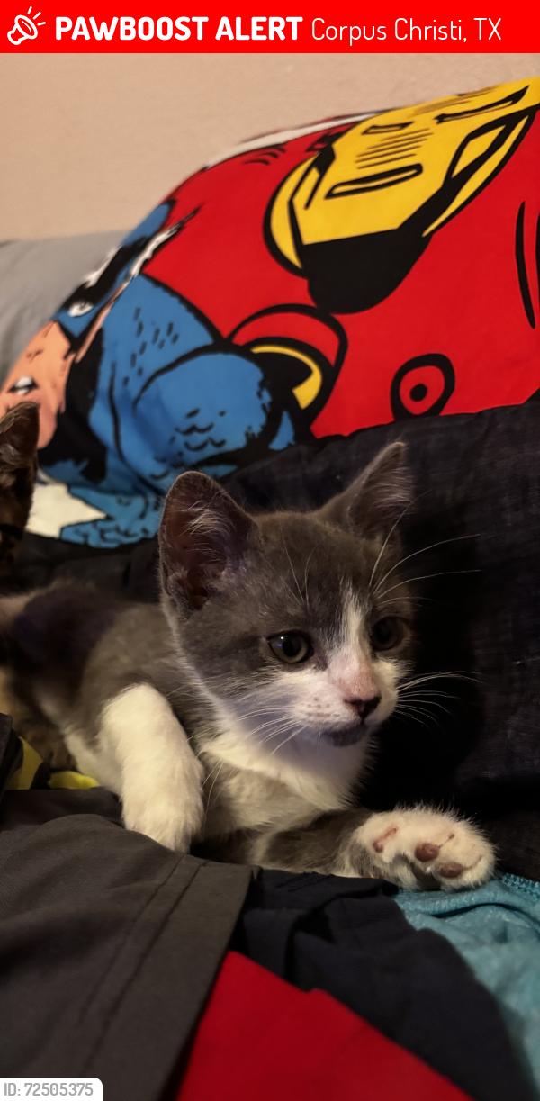 Lost Female Cat last seen Around Lindale area off Swantner DR, Corpus Christi, TX 78404