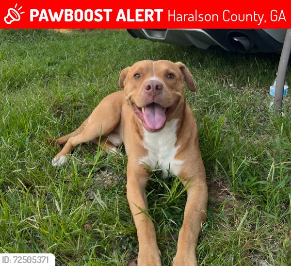Lost Male Dog last seen Near Kirkland Road, Haralson County, GA 30110