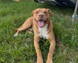 Lost Male Dog last seen Near Kirkland Road, Haralson County, GA 30110