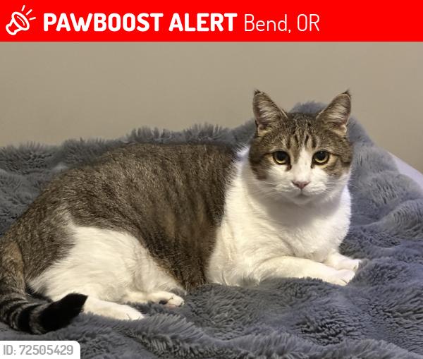 Lost Male Cat last seen Kira Dr at Brentwood dr, Bend, OR 97702