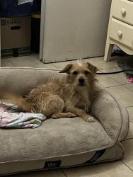 Lost Male Dog last seen Salamanca and Socorro, El Paso, TX 79927